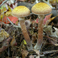 Armillaria mellea, Two half-mature mushrooms show the yellow mealy particles on the cap and the small superior ring on the orange-brown stalks.